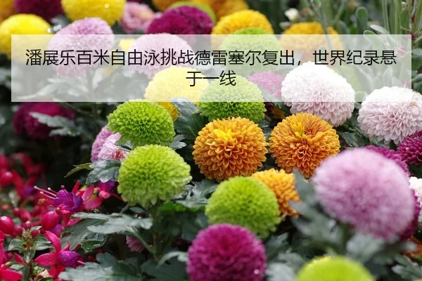 潘展乐百米自由泳挑战德雷塞尔复出，世界纪录悬于一线