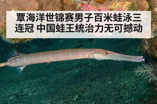 覃海洋世锦赛男子百米蛙泳三连冠 中国蛙王统治力无可撼动